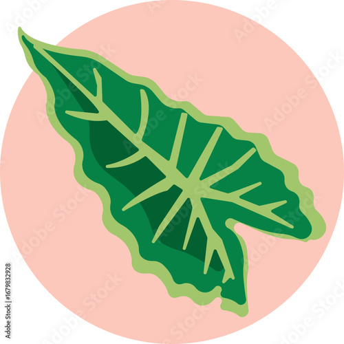 A large, elongated tropical leaf with striking veining, representing the Alocasia Micholtziana plant.