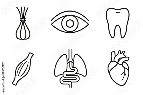 Human anatomy and medical icon set. Thin line art collection of internal organs for healthcare apps and websites. Includes heart, eye, lungs, tooth, muscle, and nerve bundle.