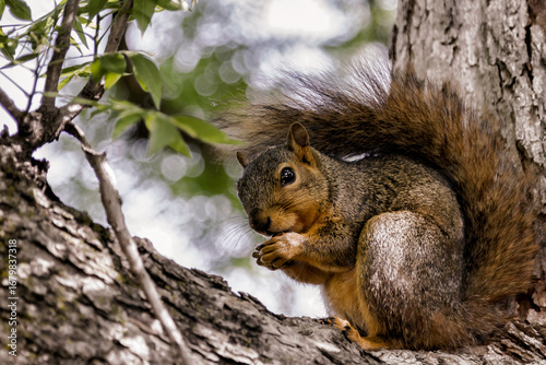 Squirrel On Tree Branch