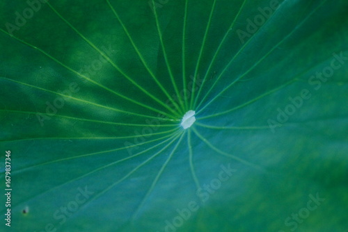 Green Leaf Detail Close-Up