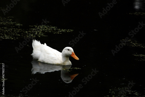 White Duck On Dark Pond
