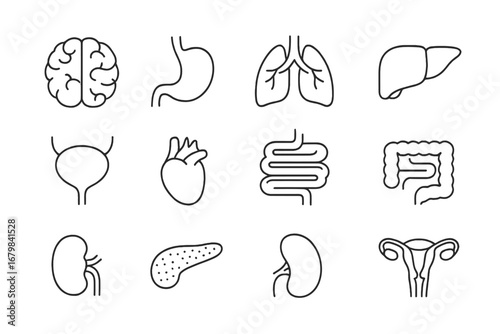 Human internal organs icon set. Thin line medical vector symbols. Anatomy collection with brain, heart, lungs, liver, kidney, stomach, intestine. Editable stroke for healthcare.