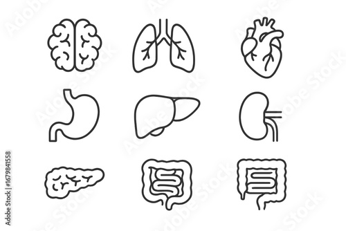 Human internal organs line icon set. Medical and health anatomy symbols. Vector collection of brain, heart, lungs, liver, kidney, stomach, intestines. Editable stroke.
