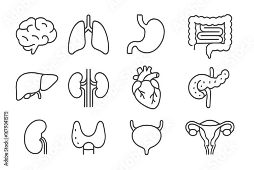 Internal organs line icon set. Human anatomy pictograms. Brain, lungs, heart, liver, kidneys, stomach, intestine, pancreas, thyroid, bladder, uterus. Medical vector icons.