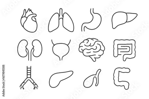 Internal organs line icon set. Human anatomy pictograms. Heart, lungs, brain, liver, kidneys, stomach. Healthcare medical vector illustration. Editable stroke for biology, web.