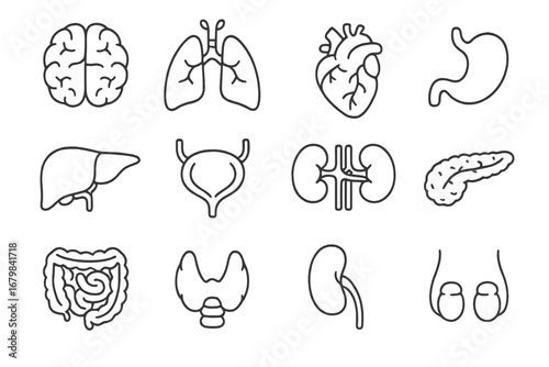 Human internal organs thin line icon set. Anatomy, medical, and healthcare symbols. Brain, heart, lungs, liver, kidneys, stomach vector icons. Editable stroke pictogram.