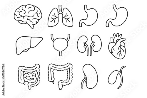 Internal organs thin line icon collection. Human anatomy vector set with brain, heart, lungs, liver, kidneys, stomach, intestine. Medical and biology illustration.