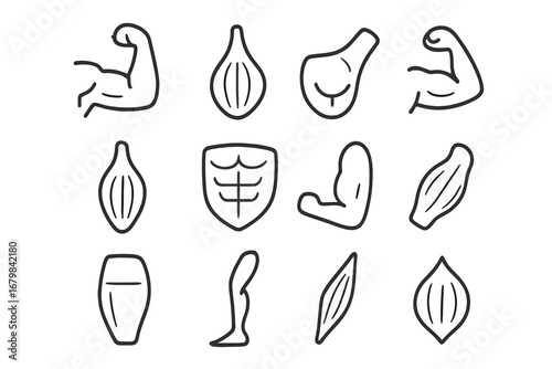 Anatomy muscle line icon set. Body parts, fitness, gym concepts. Biceps, abs, leg, gluteus. Health and bodybuilding symbols. Editable stroke vector illustration for web.