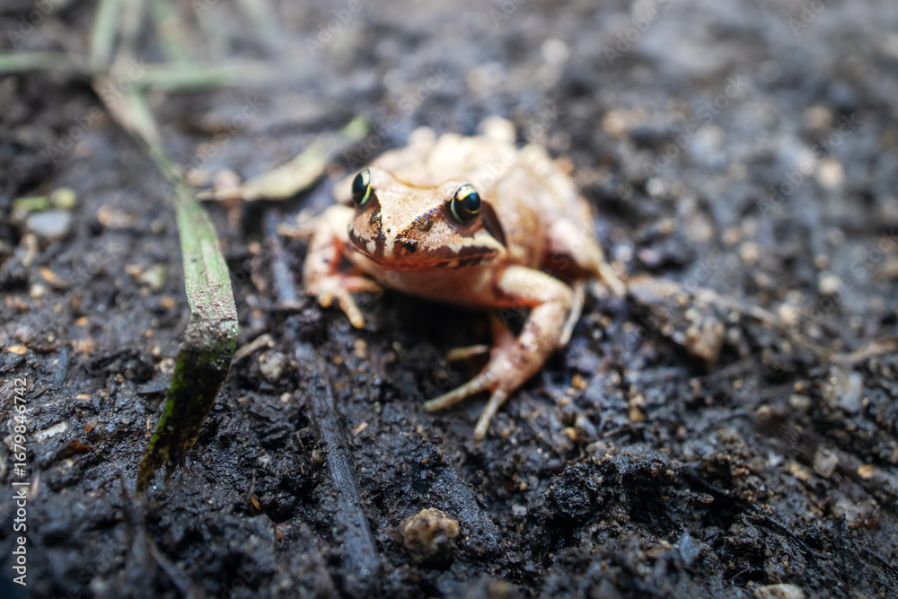 Naklejka premium East Siberian Asiatic grass frog (Rana dybowskii, Rana chensinensis, Rana japonica) in broad-leaved forests in Sikhote Alin mountains. East Siberia