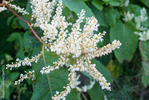 Sakhalin knotweed (ReynuРіtia sachalinensis) thickets of shrubs. Russian Far East. Sakhalin Island. September. Species is widely naturalized in North America and Europe as an ornamental plant.