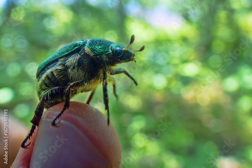 Wallpaper Mural Siberian beetle (Mimela (Rhombonyx) holosericea, Mimela holosericea japonica) in forests of Mongolian oak on Sakhalin Island. Russian Far East. On man finger Torontodigital.ca