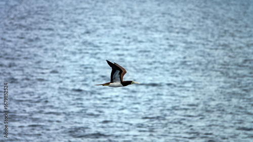 Konstfotografi Tropical seas