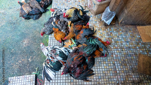 Tableau sur toile Bundles of chickens are sold at the poultry market.