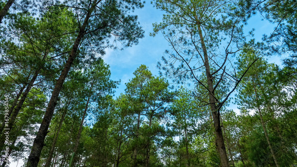 Fototapeta premium Old carvel pine forest on the island of Sulawesi, high-class forest