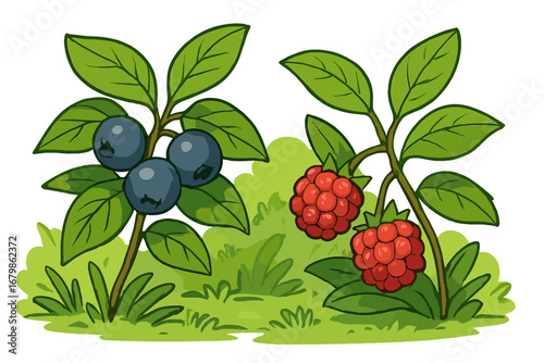 Cartoon vector illustration of ripe raspberry and blueberry bushes. Fresh organic berries on a branch with green leaves. Healthy natural food concept for garden or farm.
