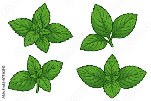 Set of fresh green mint leaves vector illustration. Peppermint and spearmint sprigs collection. Botanical plant icon for herbal tea, food ingredients, and natural products.