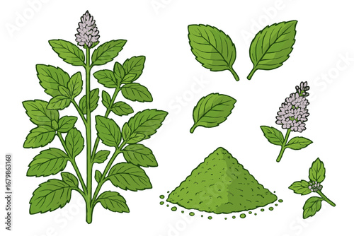 Mint plant botanical illustration set. Vector collection of fresh peppermint with leaves, flowers, and powder. Natural organic herb for herbal medicine, tea, and culinary spices.