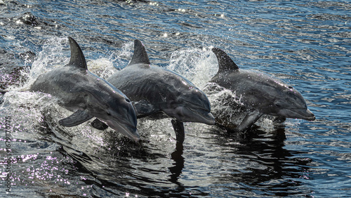 Konstfotografi Three dolphins leaping in unison