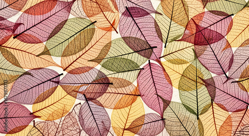 Macro background of colorful transparent skeleton leaves with visible vein structures.