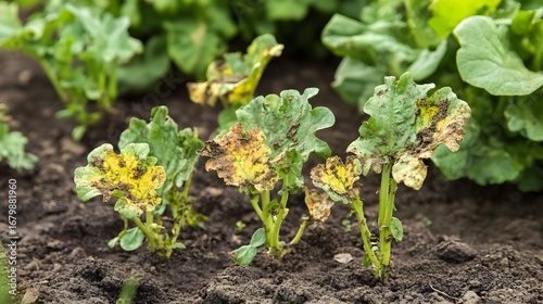 Identify plant diseases: vegetable garden problems and solutions for healthy crops and organic gardening tips