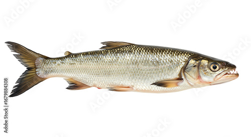 Freshwater traíra fish isolated on white background, elongated body with visible teeth