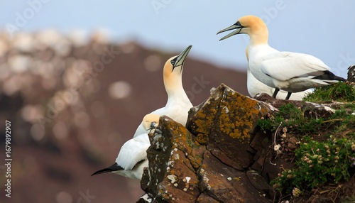 Northern Gannets on a Rocky Outcrop in Scotland, a Coastal Seabird Colony