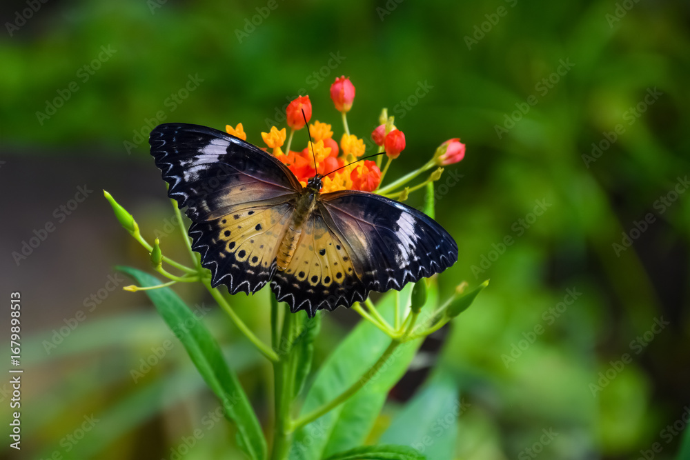 Obraz premium North American butterfly feeding on an orange flower in soft lighting