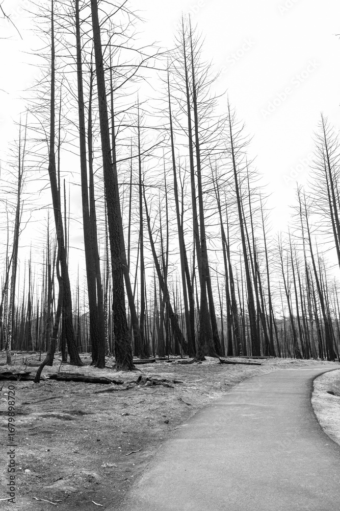 Naklejka premium Dramatic scene in the wilderness of the burnt black trees of the mountain forest after devastating wildfire.