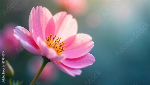 Close-up of a delicate, pink flower with soft petals, gently swaying in a light breeze, capturing the essence of gentle beauty and serenity ,  botany,  spring
