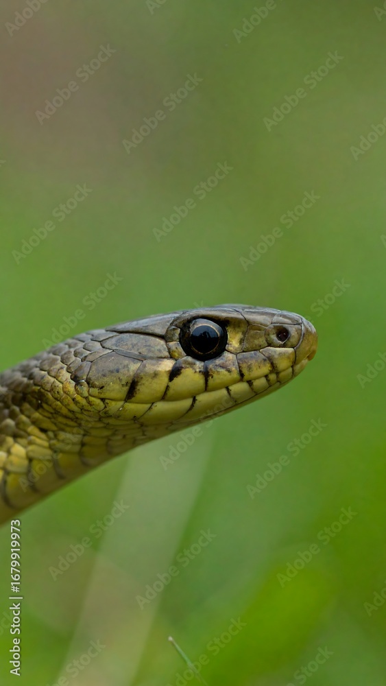 Fototapeta premium Close-up of a snake's head and neck