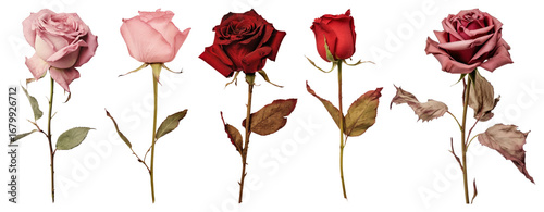 PNG Red rosa flower plant rose transparent background. #1679926712