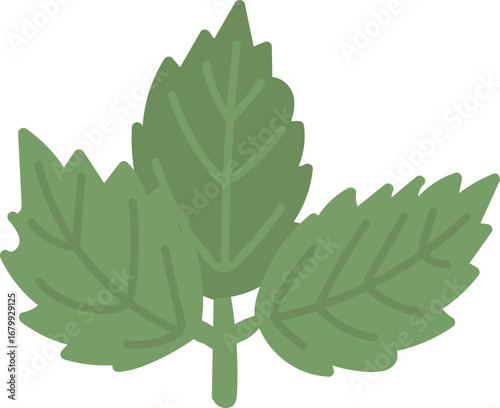 Mint Leaf Vector