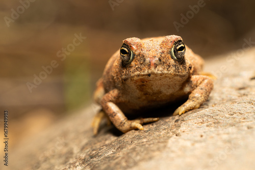 Face to face with frog