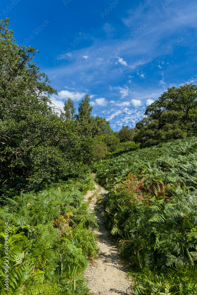 Obraz premium Summer footpath ascending a hillside covered in ferns in the Lake District, UK.