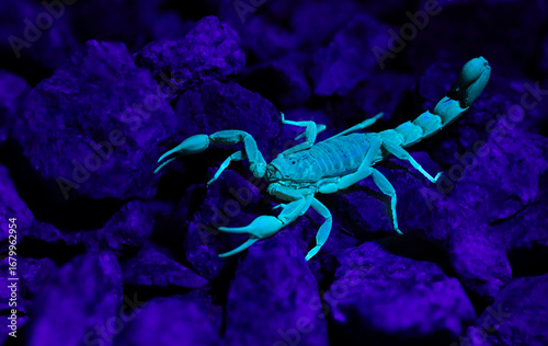 UV Scorpion 