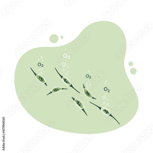 Scientific illustration of photosynthesis by phytoplankton. Algae microorganisms releasing oxygen bubbles underwater.