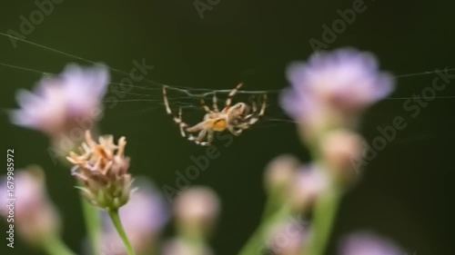 Close-up of a spider weaving a web among flowers
