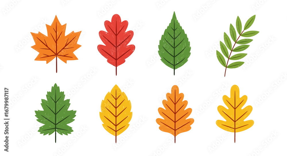 Fototapeta premium Collection of colorful autumn leaves including maple, oak, and other tree leaves.