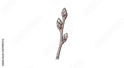 Close-up of a dormant tree branch with buds, isolated on white.