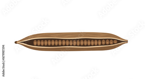 Illustration of an open brown seed pod with seeds inside on white background.