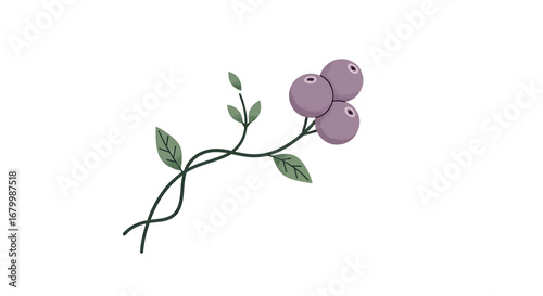 Illustration of a winding vine with leaves and a cluster of purple berries.