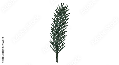 Close-up of a single green fir branch with needles on a white background.