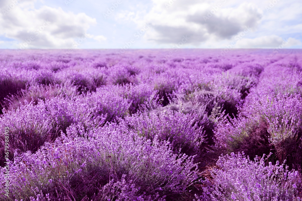 Obraz premium Lavender field with blooming flowers under beautiful sky