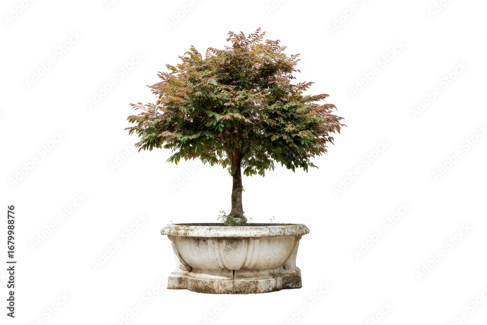 Naklejka premium Potted Ornamental Tree in Stone Planter on Transparent Background
