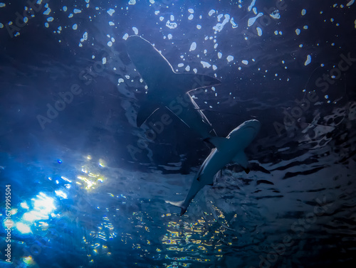Obraz na płótnie Denver Aquarium