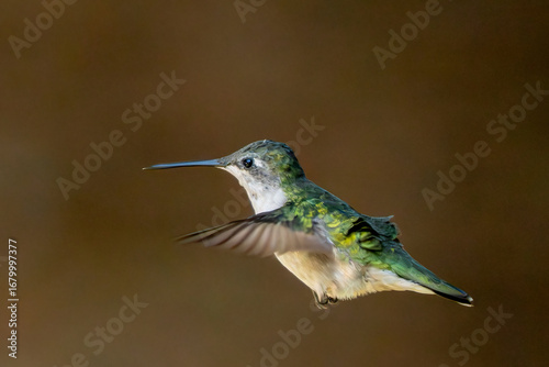 Isolated hummingbird in flight