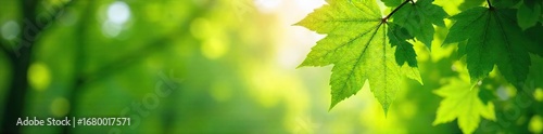 Lush beech leaves in vibrant shades of green, sunlight dappling through the canopy Perfect for nature, spring, or environmental themes , botany, green, outdoor scene