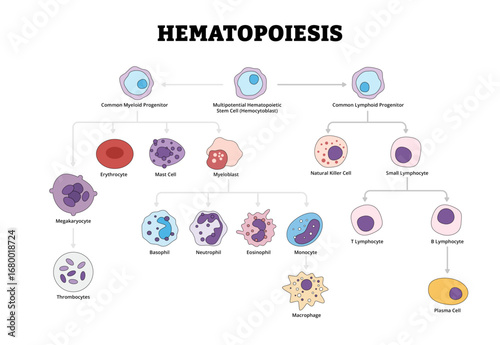 Hematopoiesis blood cellular components formation. Labeled Multipotential Hematopoietic Stem Cell Hemocytoblast, Common Lymphoid Myeloid Progenitor. Leukocytes and lymphocytes generation illustration