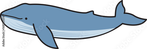 The blue whale Balaenoptera musculus is a marine mammal and a baleen whale.