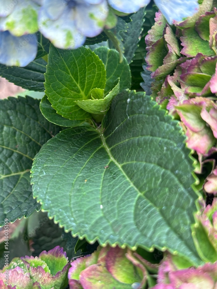 Obraz premium green leaves in the garden next to the hydrangeas 